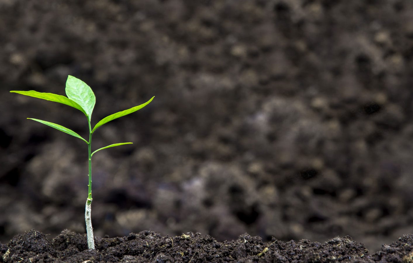 グリングオーブ　GringOBU　gringOBU gringobu Gringobu グリングオオブ